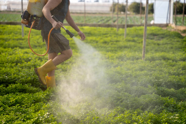 Best Local Pest Control Services  in Lake Jackson, TX