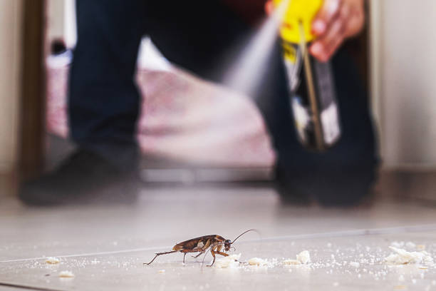 Pest Prevention Services in Lake Jackson, TX